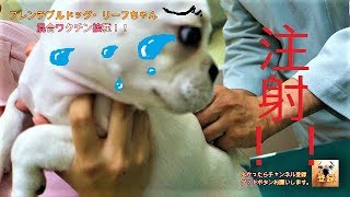 フレンチブルドッグ・リーフちゃん　混合ワクチン接種！！　よく頑張りました【French Bulldog】