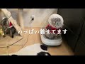 兄・狸吉のプライド　弟の前では甘えない　　サバンナキャット ラグドールノルウェージャン