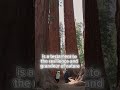 #shorts Mojito #7 : Reaching for the Sky: Exploring the World's Tallest Tree