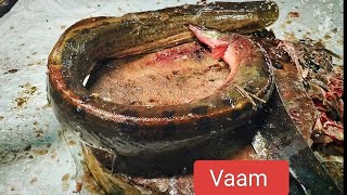 Vaam Eel Fish Cutting Video !! Mh Fish Cutting Video!!