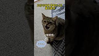 여러분의 고양이는? #고양이 #베리 #좋아요 #댓글 #구독 #알림설정 #cat