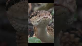 Bushmaster (Lachesis muta) 🇧🇴 Bolivia