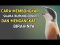 CARA MEMBONGKAR + MENGANGKAT BIRAHI BURUNG CENDET ANDA