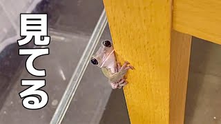 The frogs were too cute, staring at their owners all the time, no matter what the situation.