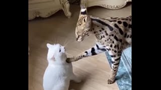 Angry Cat and Peaceful Several Wild Cat #Shorts #friend #Ocelot