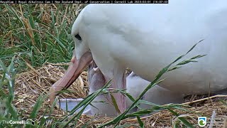 23.02.01 Royal Albatross Cam - 今天小信的兩餐 Feeding time