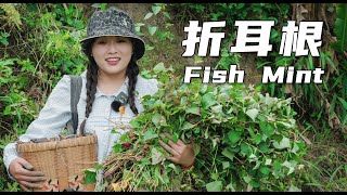 Fish Mint: A Delicious Yet Acquired Taste 【叫我阿霞Channel】