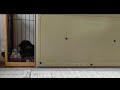 カニンヘンダックス子犬　ケージの吠え対策をやってみました【生後3か月／puppy／dachshund】