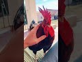 rooster excited to see owner viralhog