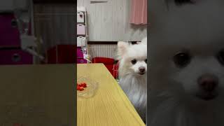 🍓が気になる…最後は？🐶🍴ポメラニアンのララちゃん🐶#Shorts