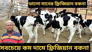 মাত্র ৪৫ হাজার টাকা থেকে সেরা মানের হলেষ্টিয়ান ফ্রিজিয়ান জাতের বকনা বাচ্চা সহ জার্সি বকনা বাচ্চা।।