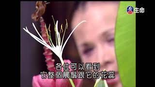 佛心花海_全體風雅_李麗淑老師_(lifetv_20200803_11：00)