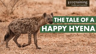 Did you know hyenas LOVE water? | Happy Hyena Day | EcoTraining