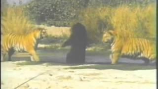 兩隻孟加拉老虎 VS 一隻亞洲黑熊 - 2 Bengal Tiger VS 1 Asiatic Black Bear