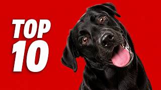Dogs Reacted to These 10 Sounds Instantly 🐶 (Try This!)