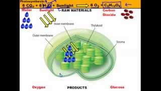 A Quick Review: Photosynthesis In The Chloroplast (Basic Overview)