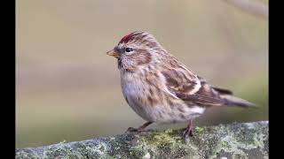 Common redpoll 1h bird sound