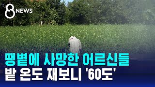 뙤약볕 밭 60도 육박하는데…\