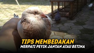 TIPS MEMBEDAKAN JANTAN ATAU BETINA PADA MERPATI PIYIK‼️