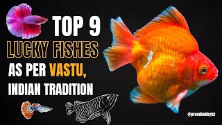 Top 9 Lucky Fishes as per Vastu | Top 9 Lucky Fish based on Indian Tradition | Proud Hobbyist