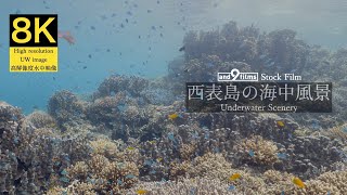 【8K 水中映像】西表島の海中風景 / Underwater scenery / Iriomotejima-island Okinawa