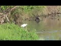 4k 日本の真ん中でバードウォッチング！ ︎ bird watching in the center of japan