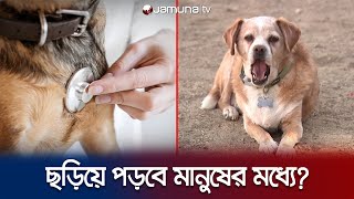 কুকুরের রহস্যজনক রোগে যুক্তরাষ্ট্রে আতঙ্ক | US Dog Mistry Disease | Jamuna TV