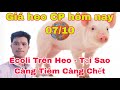 Ecoli Trên Heo - Bệnh Càng Tiêm Kháng Sinh Càng Nhanh Chết, Vì Sao? @nongtraihoakieu