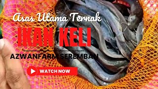 Asas Utama Ternak Ikan Keli Dalam Tangki | Azwanfarm