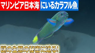 魚たちの色彩の背後に隠された自然のミステリー：新潟マリンピア日本海の企画展示  日本財団 海と日本PROJECT in 新潟 2023 #011