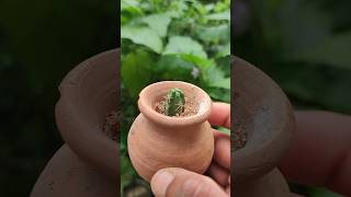 Reusing a small clay ⚱️ pot ⏩ For cactus propagation #reuse #cactus #shorts