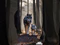 Majestic Wolf Walking with Adorable Baby Wolves | Rare Wolf Family in the Wild!