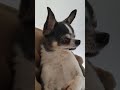 チワワがおねだり～　おやつちょうだいよ～ dog チワワちゃん chihuahua チワワ cat チワシー puppy pets チワパピ チワキー