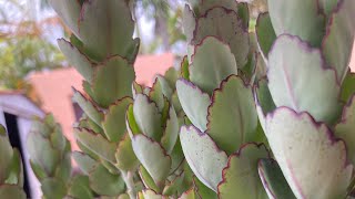 Kalanchoe fedtschenkoi