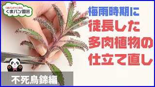 梅雨時期に徒長した多肉植物の仕立て直し／不死鳥錦編【くまパン園芸】