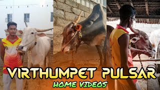 Virthumpet pulsar home videos eruthukattu