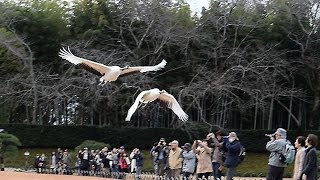 岡山）天然記念物タンチョウ、園内を散策　岡山後楽園