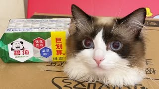 這洗衣服的東西，怎麼怪怪的#cat #funny #搞笑