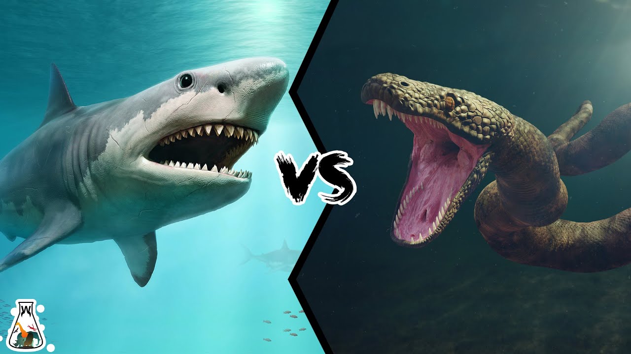 Titanoboa Vs Megalodon Titanoboa Vs Megalodon