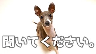 【いぬのきもち】突然おうちに子猫がやって来た…犬の気持ち…。