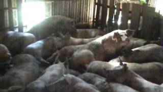 EU pig farm investigation by Compassion in World Farming