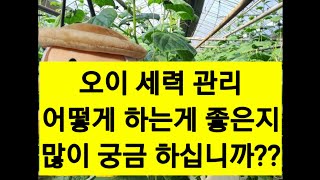 오이농사만 20년 ,공감할수 있는 작은 노하우를 공유 합니다. 이제는 방법을 바꾸세요 010-3279-6137  010-3537-5576  010-3519-3479