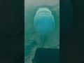 blue jellyfish trending satisfying viral shorts