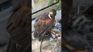 ハリスホークのうーちゃん生きた鳩を捕まえて食う　ごはん。観覧注意グロ画像　harris hawk eat pigeon 鷹の食事