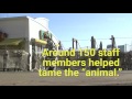 zebra escape drill at tokyo zoo