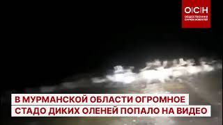 В Мурманской области огромное стадо диких оленей попало на видео