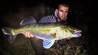 Big fat Zander from Vistula river