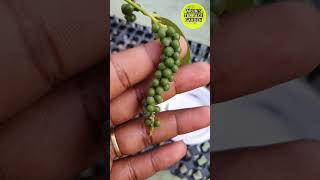 மாடியில் மிளகு அறுவடை | Spicy pepper from terrace garden #arun #terrace_garden