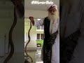 Sadhguru handling a Cobra ! #shorts #viral #short #sadhguru