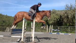 Catoki X cruising 1st time under saddle